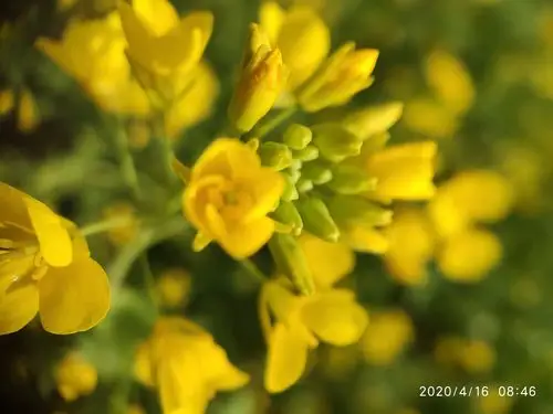 夜来春雨润花黄
