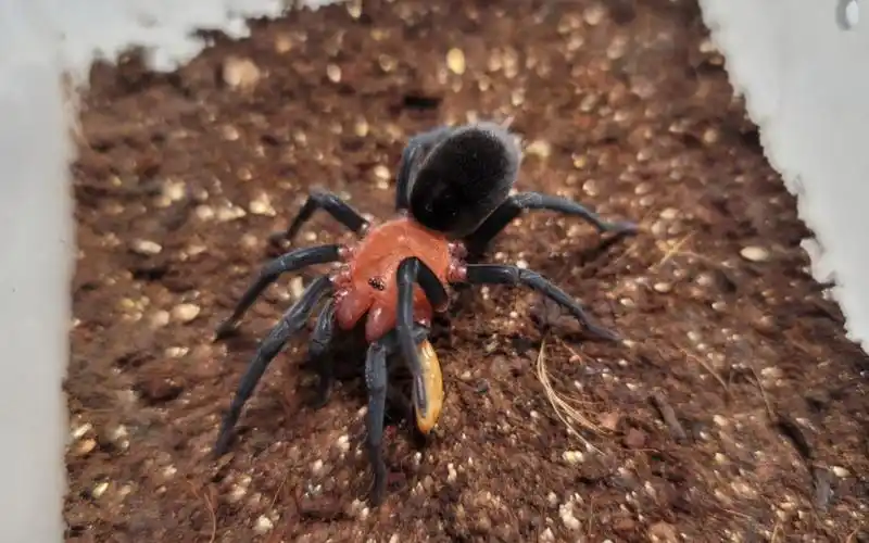 血背黑丝绒捕食展示