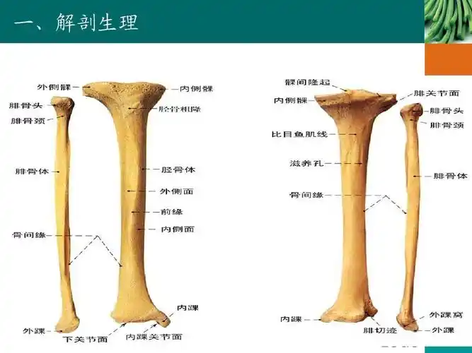 临床医学 胫骨骨折病人护理查房 护理措施术前术后pio格式一,解剖生理