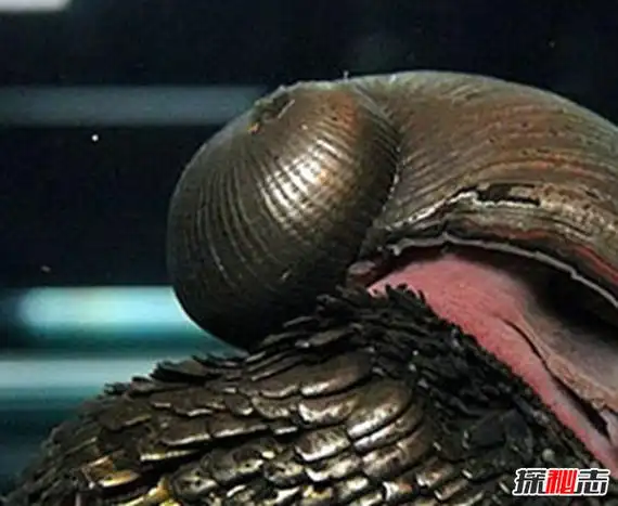 蜗牛壳碎了还能活吗世界上十大最奇特的蜗牛