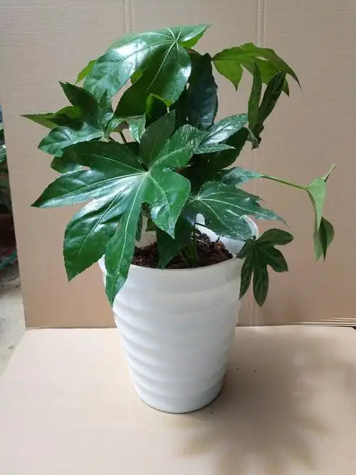 耐阴耐寒苗木八角金盘八方来四季长青绿植盆栽绿植