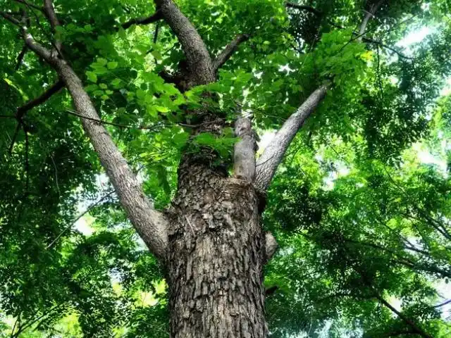 酸枝木是什么树?