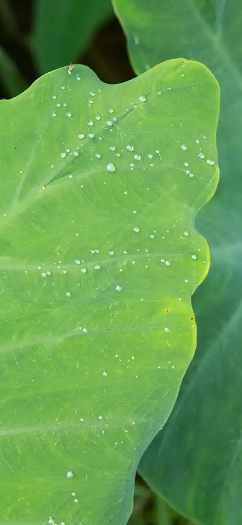 690_1495竖版 竖屏