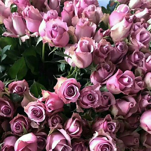 紫霞仙子裸根玫瑰花苗大花浓香玫瑰花苗买二送一