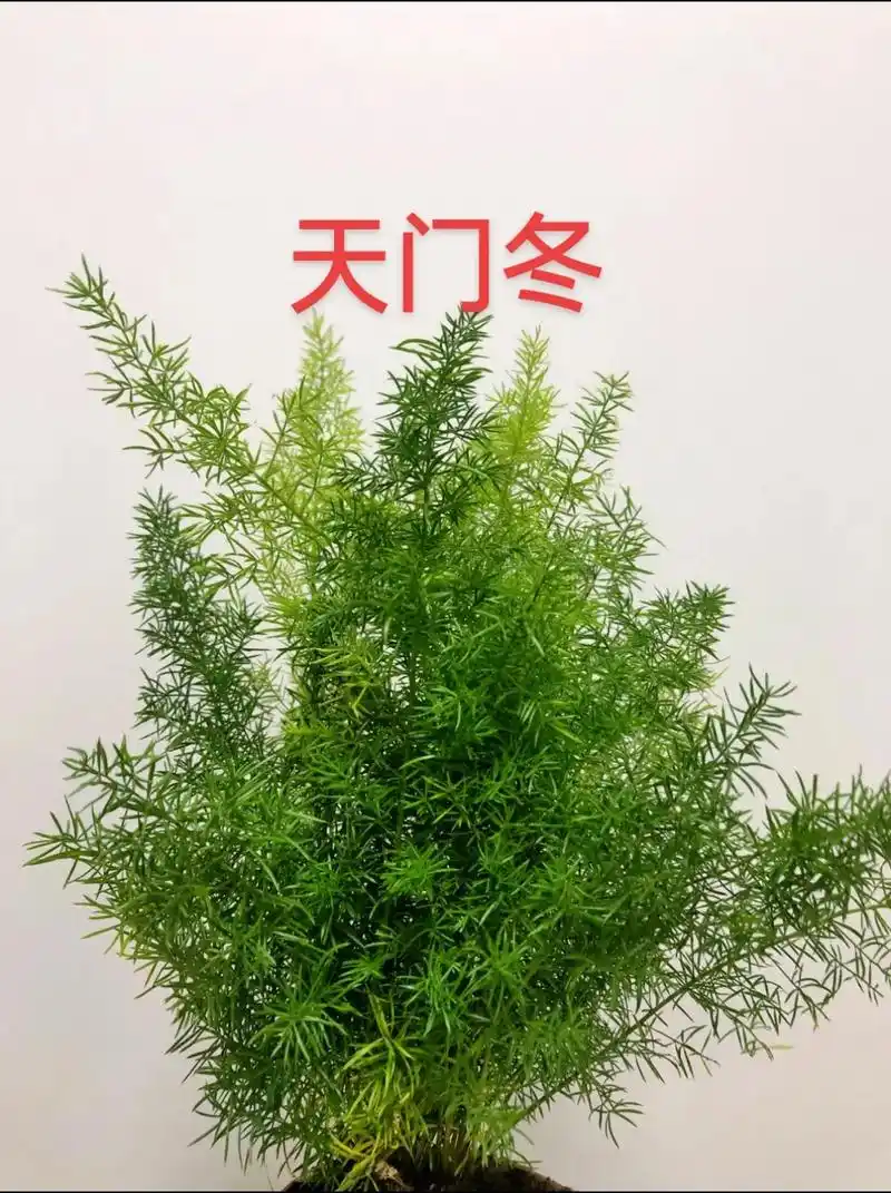 天门冬#植物科普 #一日一植物 - 抖音