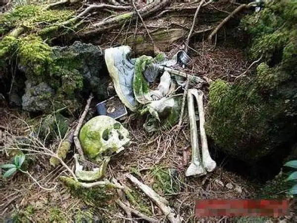 蛇岛巴 西的ilha da queimada grande,又称"蛇岛",是一个位于巴西