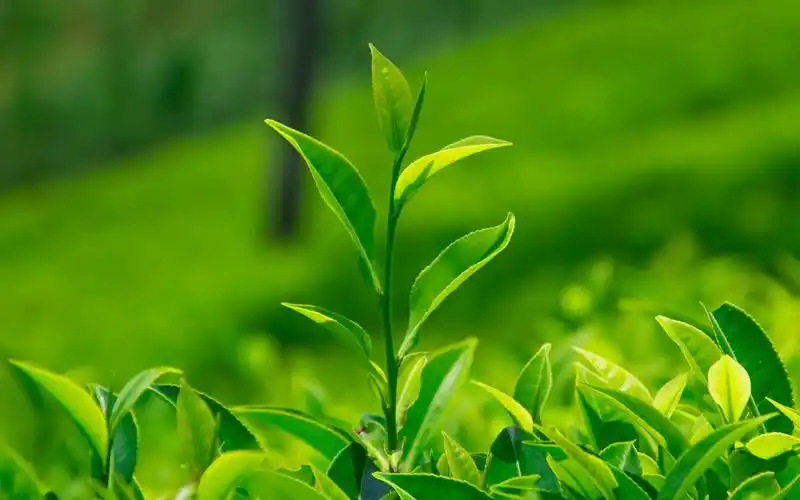 小清新茶叶绿色护眼高清桌面壁纸