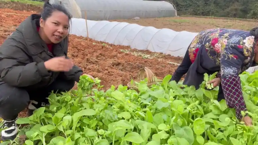 农村小英子,跟老妈去摘莱,还说了以后谁喜欢喊她黑英,就喊吧