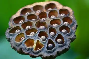 密密麻麻最吓人图片密集恐惧症会死人吗