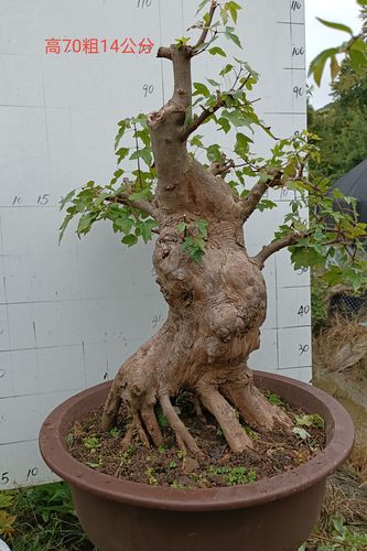 三角盆景鸡爪槭小叶红芽老桩熟桩山红叶唐枫小品绿植