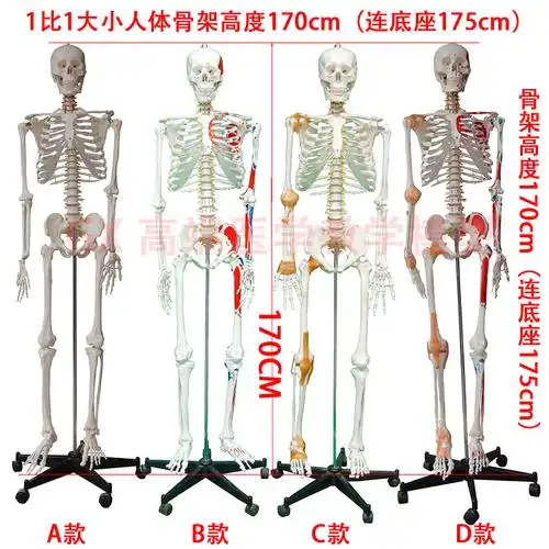 gx1比1真人大小骨架模型人体骨骼170cm175cm医用推拿针灸包邮