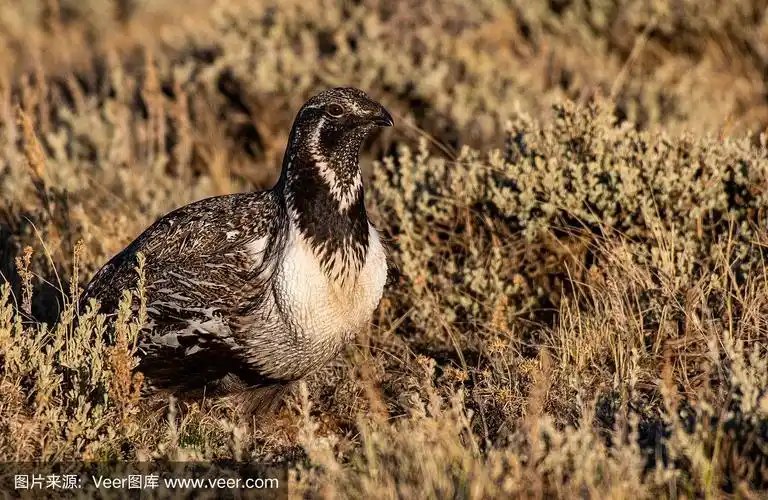 a male greater sage-grouse on lek on a spring morning