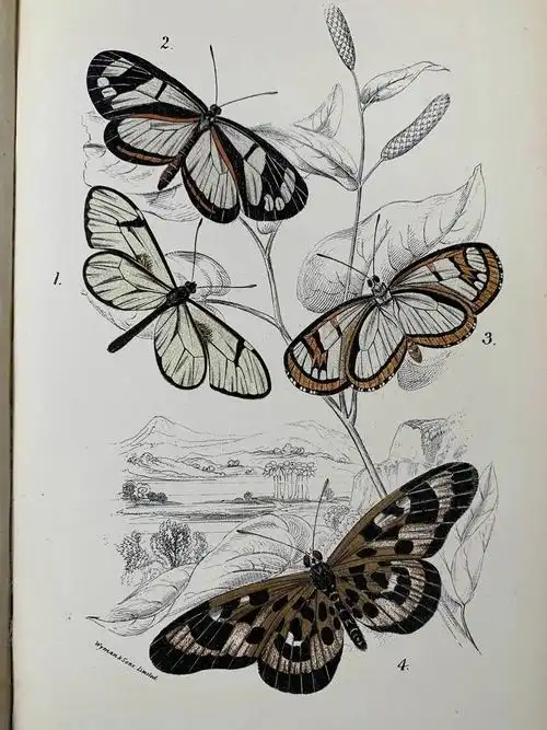 1894年蝴蝶图鉴全3卷93幅手工上色版画插图漆布精装大32开