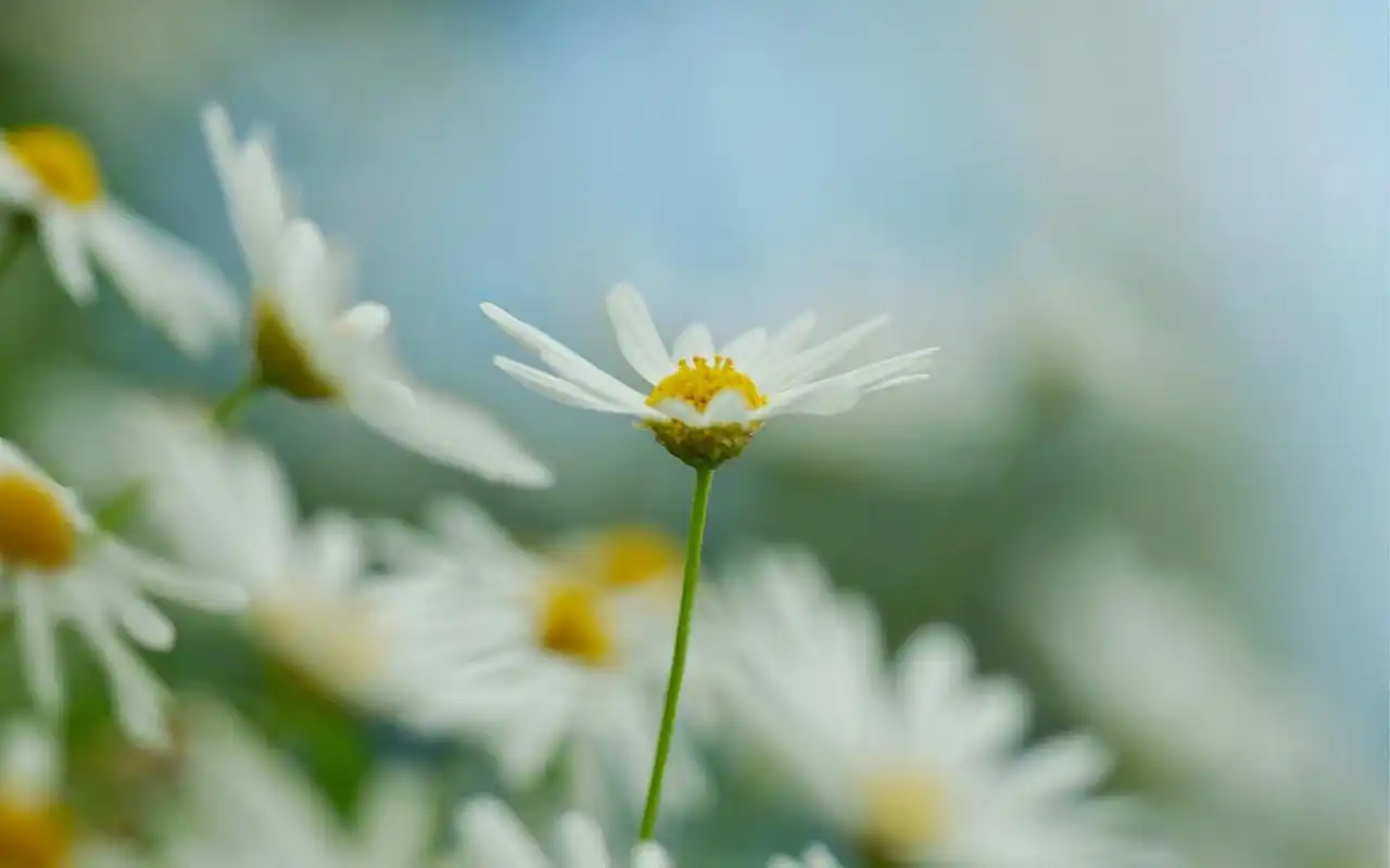 唯美意境非主流纯白小雏菊清新淡雅桌面壁纸(一)高清大图预览1920x