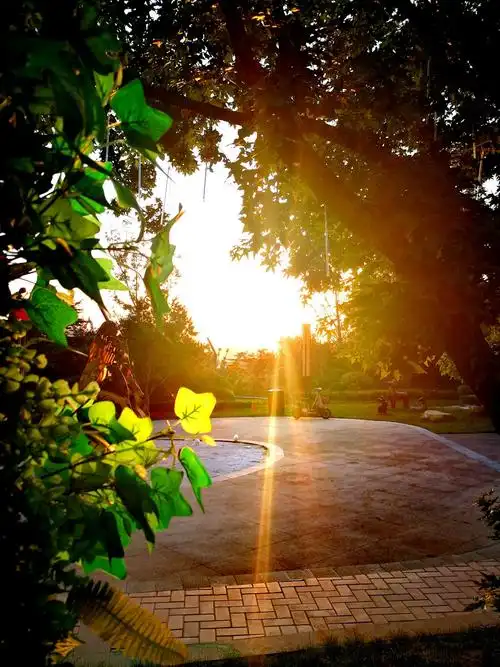 走在洒满阳光的从林小路上