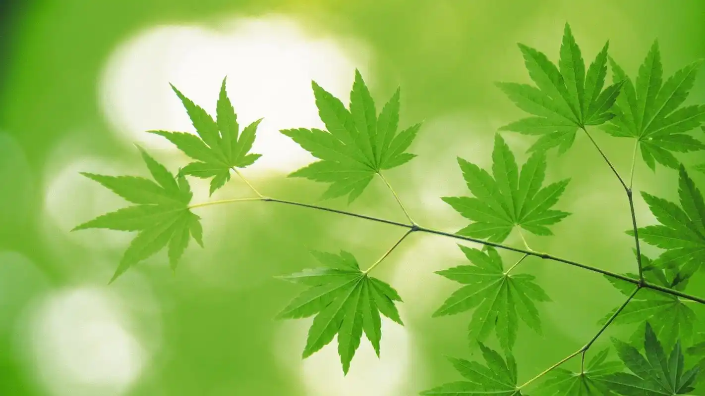 春天桌面壁纸之可爱的绿绿小草叶子