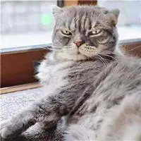 抖音最火的社会猫图片高清 抖音社会猫霸气头像【点击鼠标右键下载】