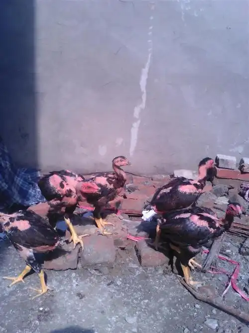 海南越南斗鸡苗出售