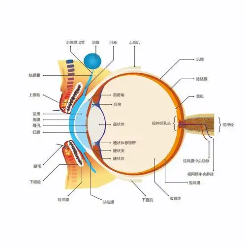 眼睛是心灵的窗户,更是看"视界"的窗口,那么小小的眼睛到底蕴藏着那些