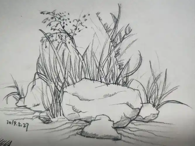 一片草丛素描简笔画