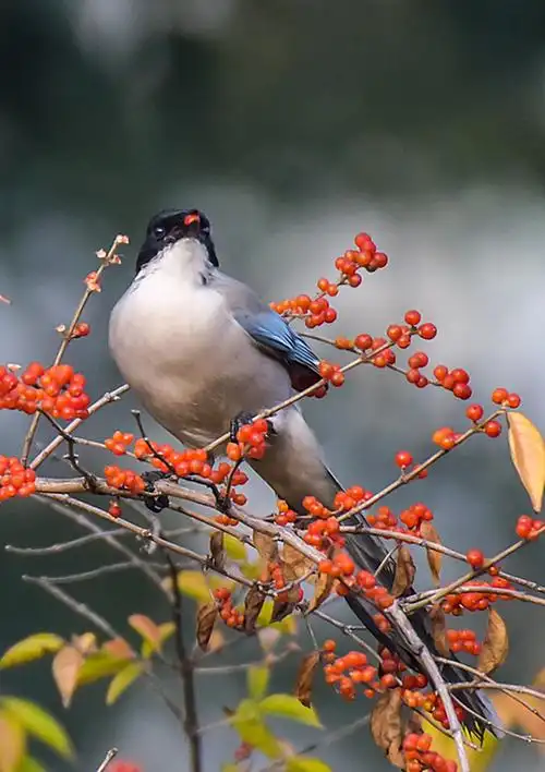 灰喜鹊16615 - 美篇