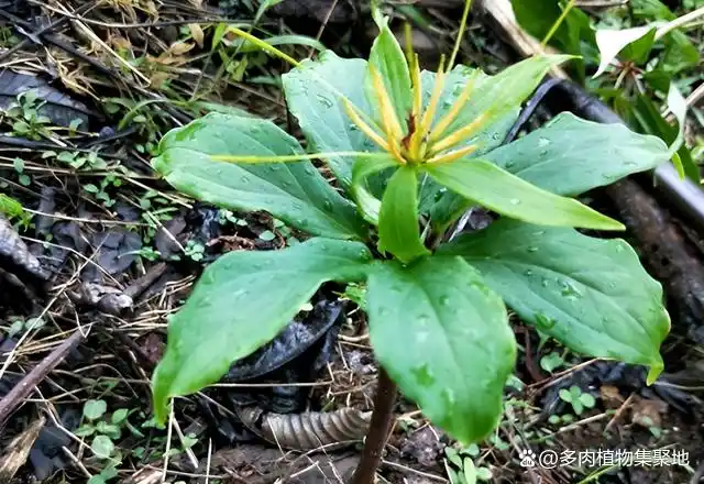 在竹林里被踩踏,俗称"金线重楼",潮湿位置才有,如今珍贵!