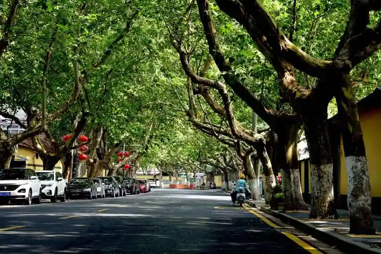 行道树的读音(行道树读音怎么读)