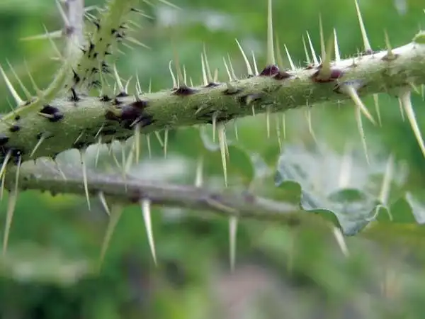 碰不得的"绝命毒师"刺萼龙葵