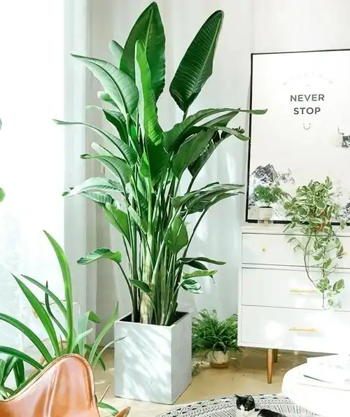 这8款易养活的室内绿植~帮你轻松搭配出元气满满的家居环境!_植物