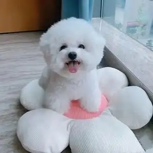 比熊犬幼犬图片