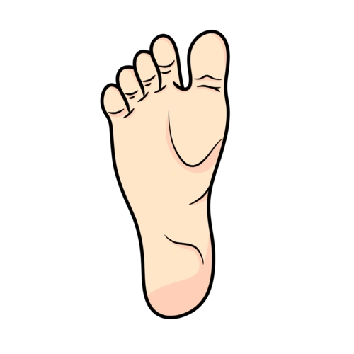 人体的五脏六腑在脚上都有相应的穴位.