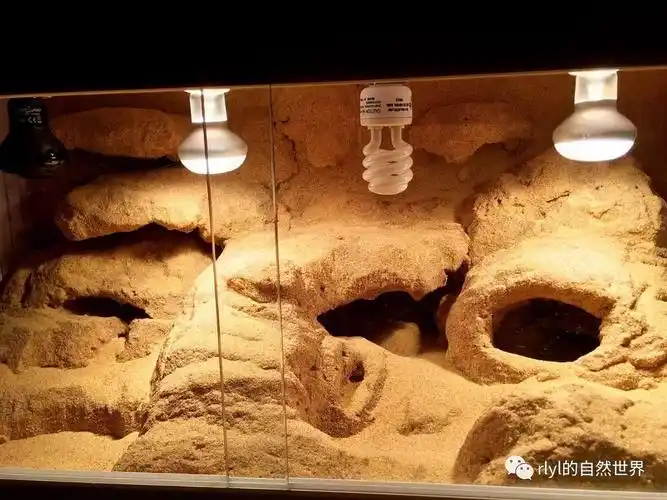 卢豫海(网名vick)微信:vick612沙漠缸diy之【储物柜】变【欣赏爬宠箱