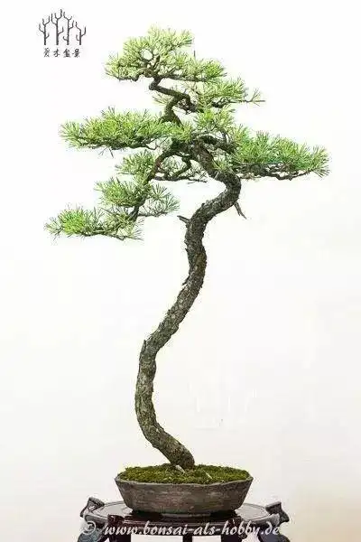 爱木盆景i你的细直干松树有救了值得收藏的文人盆景作品