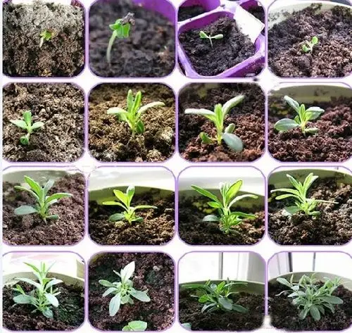 薰衣草苗是什么样的?