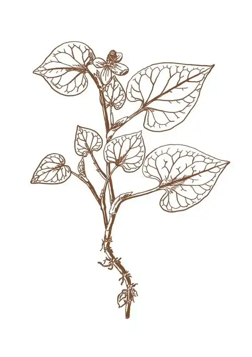 中草药,植物绘画合集9