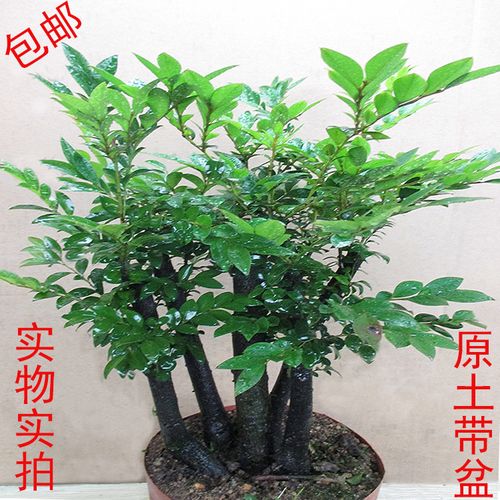 小叶紫檀树桩盆景植物花卉盆栽室内客厅桌面绿植四季常青防辐射