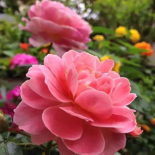 中老年头像大全:女人微信头像花朵唯美图片