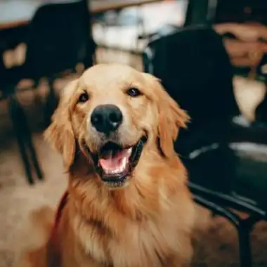 超可爱宠物头像 高清唯美有意境的宠物图片萌图头像_动物头像_美头网