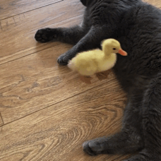 我丢 我 diu 一脚踢飞鸭鸭 gif 动图_diu_动图_gif_踢飞_一脚表情