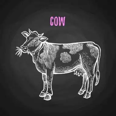 牛的轮廓剪影海报 牛剪影素描与国家园林山树木和内部孤立的矢量插画