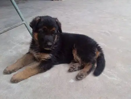 请问这是小狼狗吗?