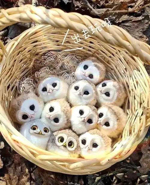 小红书自带滤镜  谁能拒绝一窝小猫头鹰呢