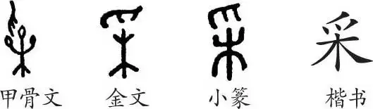 《采》字义,《采》字的字形演变,小篆隶书楷书写法《采》