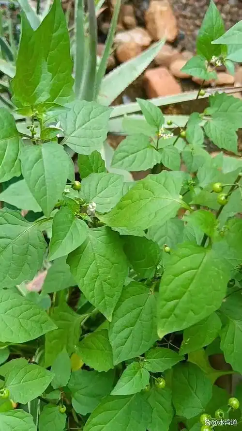 龙葵又叫黑星星,成熟果子像黑珍珠,晶莹剔透