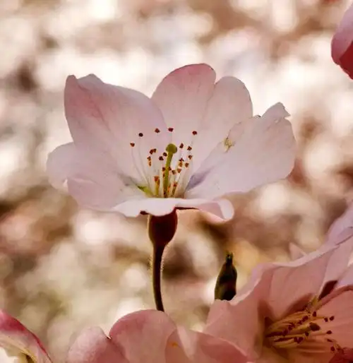 玉渊潭樱花烂漫,柳色花容正春风.