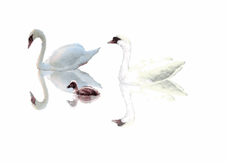 350_250gif 动态图 动图