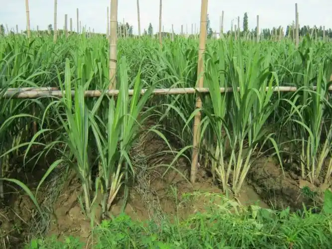 供应白皮甘蔗种货源地批发价格,白皮甘蔗价格      成长中的甘蔗苗