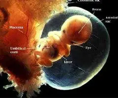 实际上按她上次月经到做b超的那天才7个星期,因为我朋友是那种排卵