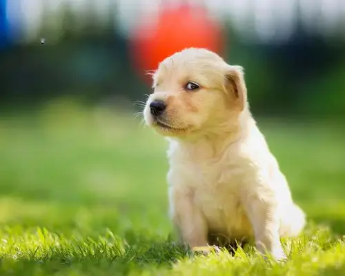 精选可爱动物金毛犬高清图片大全分享!-第3页-猴子技术宅