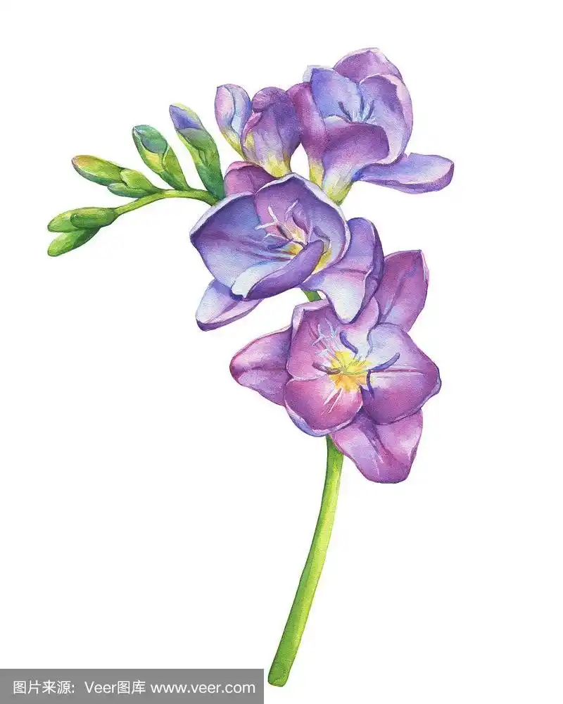 绘画插图,小苍兰,特写,花蕾,植物